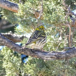 European Serin