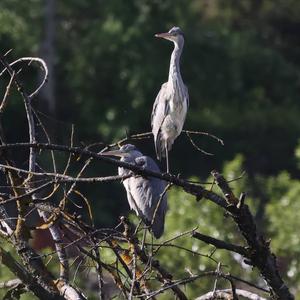 Grey Heron