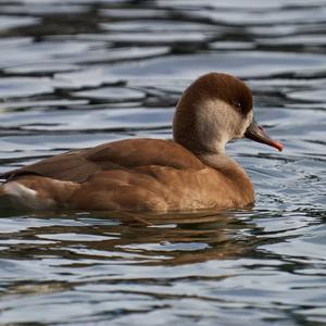 Red-crested Pochard