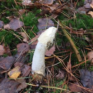 Stinkhorn, Common