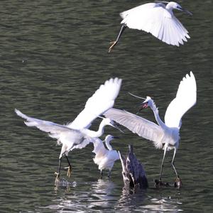Little Egret