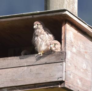 Common Kestrel