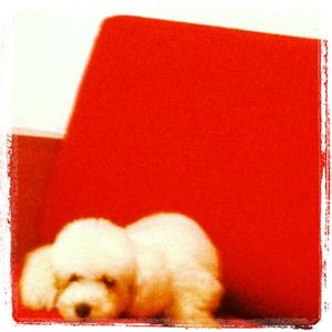 Unknown Breed