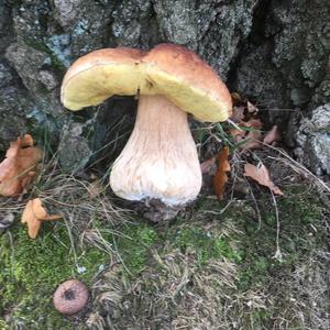 King Bolete