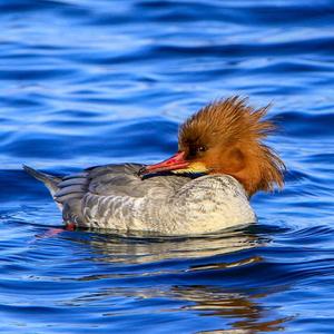 Common Merganser