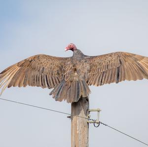 Turkey Vulture