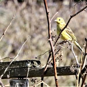 Yellowhammer