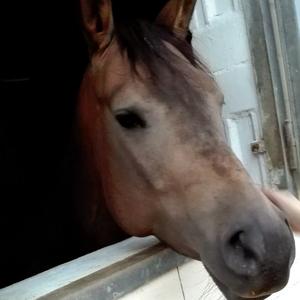 American Quarter Horse