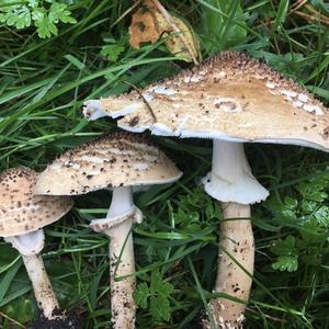 Sharp-scaled Lepiota