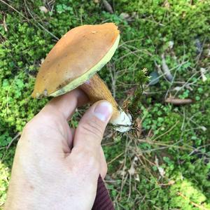 Bay Bolete