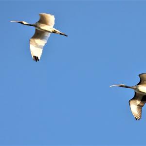 White Ibis