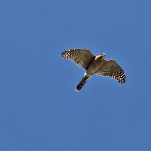 Cooper's Hawk