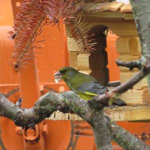 European Greenfinch