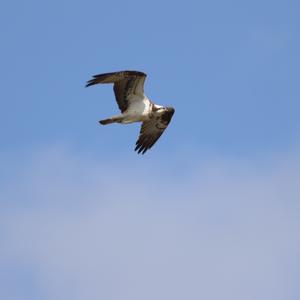 Osprey