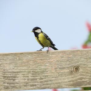 Great Tit