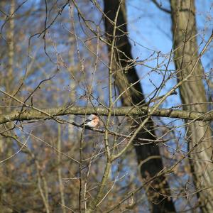 Eurasian Bullfinch