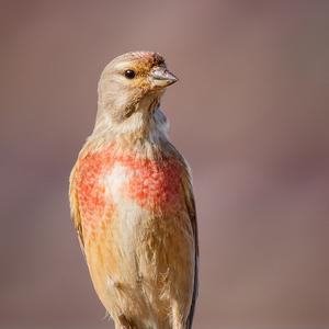 Eurasian Linnet