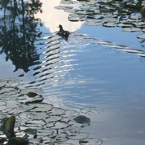 Common Moorhen