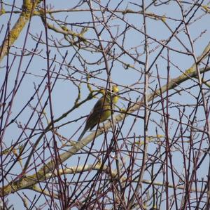 Yellowhammer