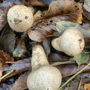 Gem-studded Puffball