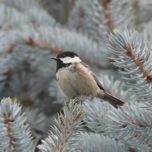 Coal Tit