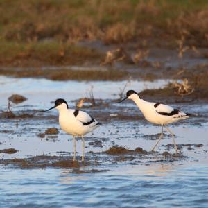 Pied Avocet