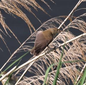 Eurasian Reed-warbler