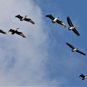 Brown Pelican