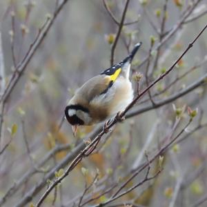 European Goldfinch