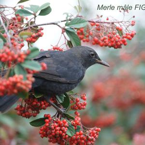 Eurasian Blackbird