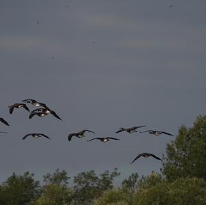 Canada Goose