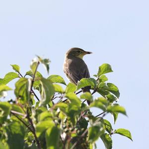 Melodious Warbler