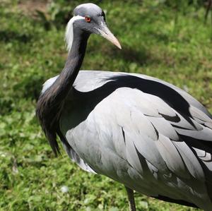 Demoiselle Crane