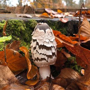 Magpie Ink-cap