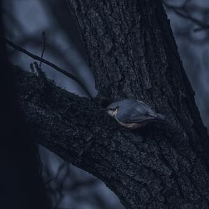 Wood Nuthatch