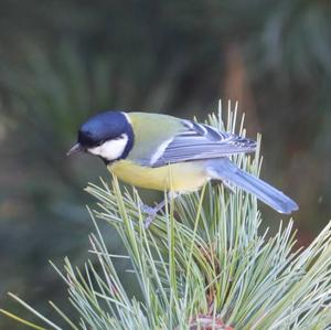 Great Tit