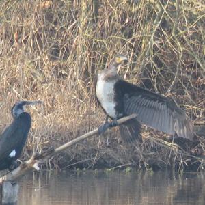 Great Cormorant