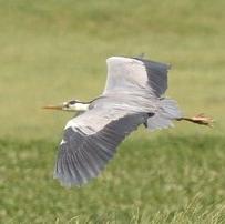 Grey Heron