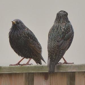 Common Starling