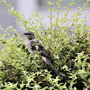 Northern Mockingbird