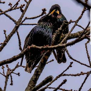 Spotless Starling