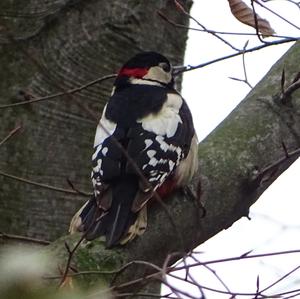 Great Spotted Woodpecker