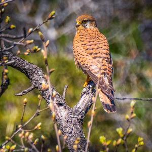 Common Kestrel