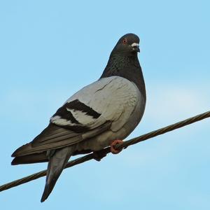 Rock Pigeon