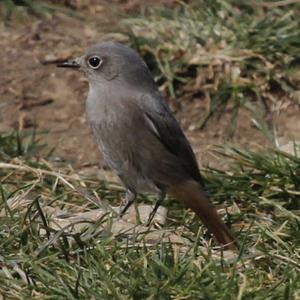 Black Redstart