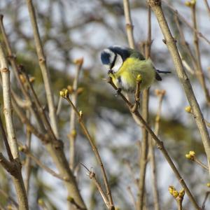 Blue Tit