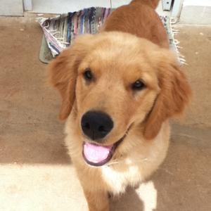 Retriever (Golden)