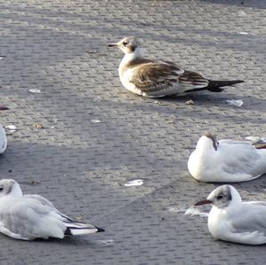 Black-headed Gull