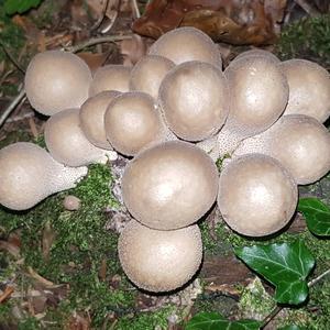 Stump Puffball