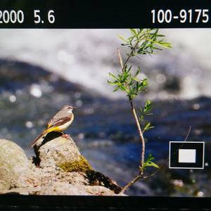 Grey Wagtail